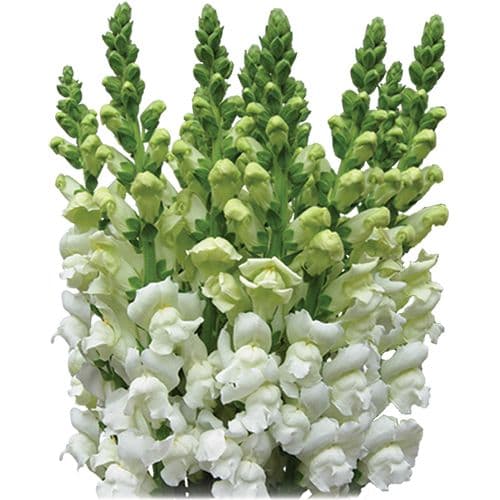 Snapdragon Large White
