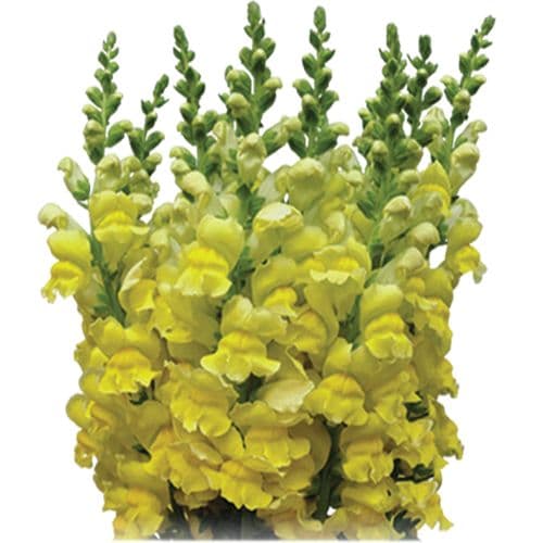 Snapdragon Large Yellow