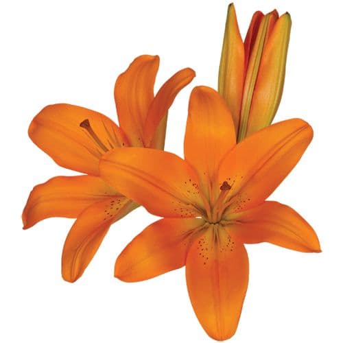 Lily Asiatic Orange