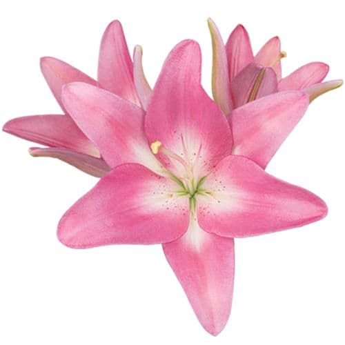 Lily Asiatic Pink