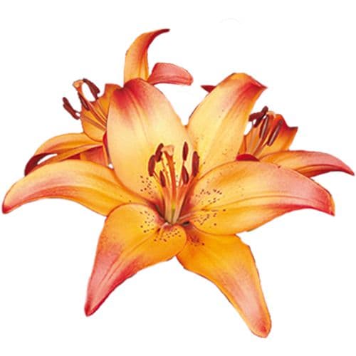 Lily Asiatic Royal Sunset
