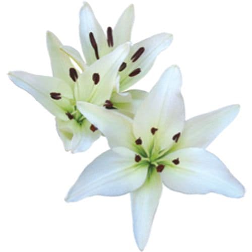 Lily Asiatic White