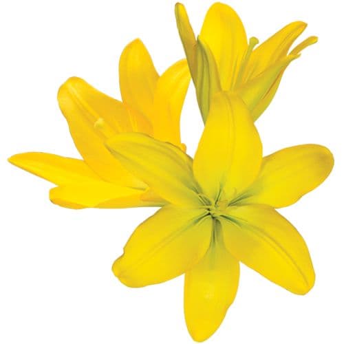 Lily Asiatic Yellow