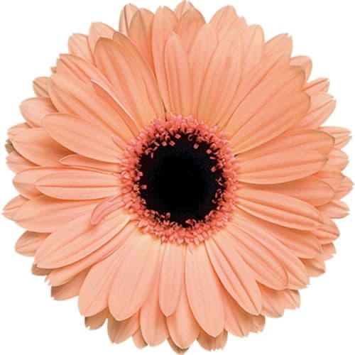 Gerbera Alma Peach Standard