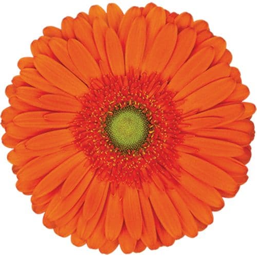 Gerbera Atlanta Orange Standard