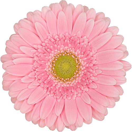 Gerbera Bellarosa Pink Standard