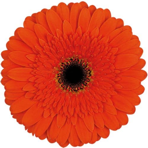 Gerbera Candela Orange Standard