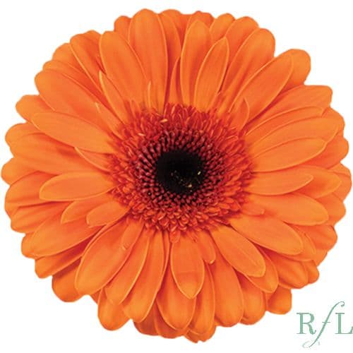 Gerbera Capella Orange Standard