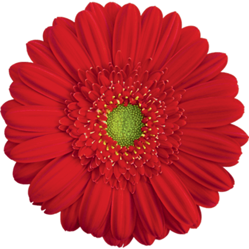 Gerbera Carambole Red Standard