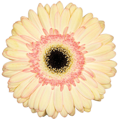 Gerbera Cartizze Cream Standard