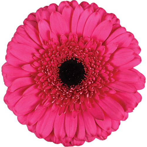Gerbera Cleopatra Hot Pink Standard