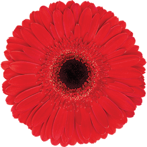 Gerbera Dynamic Red Standard