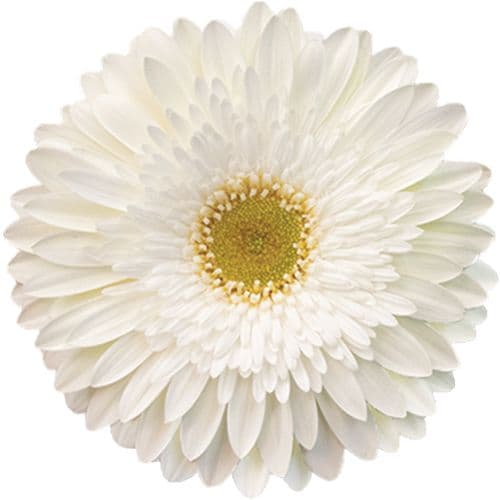 Gerbera Fahrenheit White Standard
