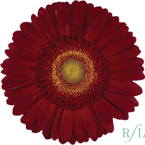 Gerbera Irene Red Standard