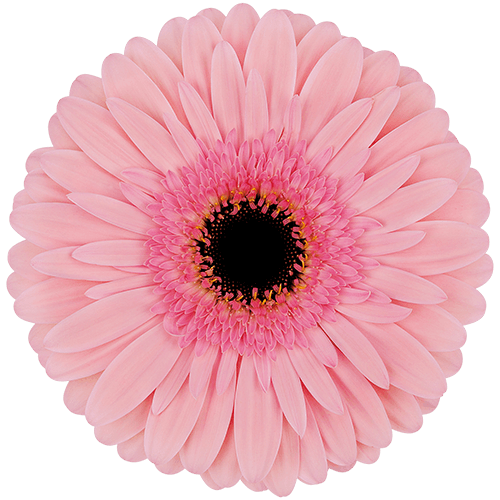Gerbera Monroe Pink Standard