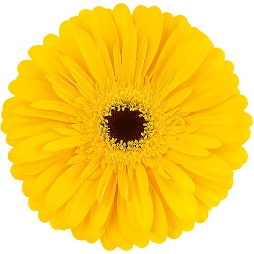 Gerbera Olympic Gold Yellow Standard