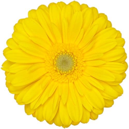 Gerbera Panama Yellow Standard