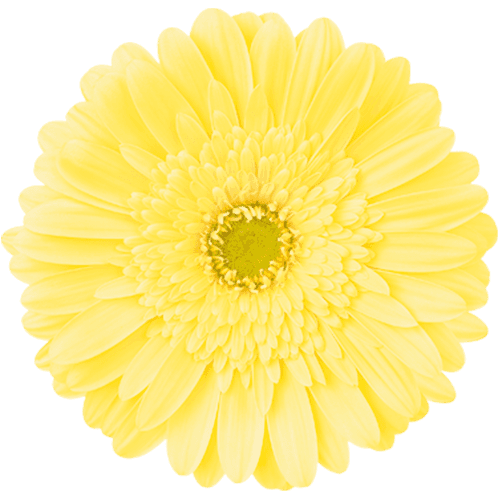 Gerbera Passito Cream Standard