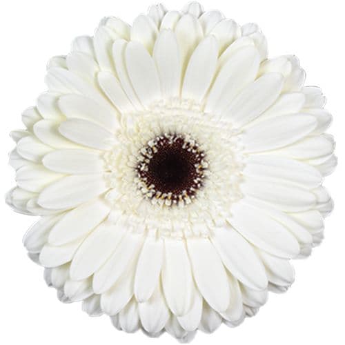 Gerbera Snow King White Standard