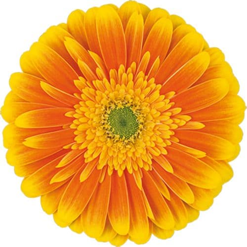 Gerbera Souvenir Orange Standard