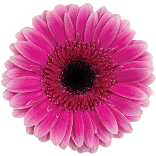 Gerbera Spin Off Hot Pink Standard