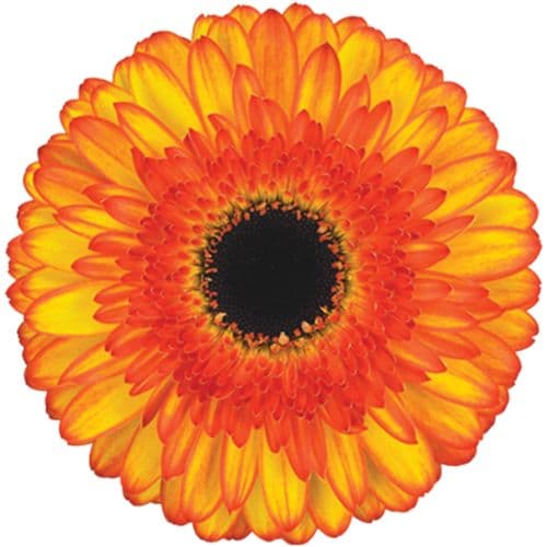 Gerbera Spotlight Orange Standard