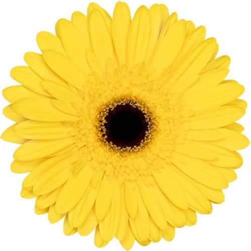 Gerbera Tess Yellow Standard