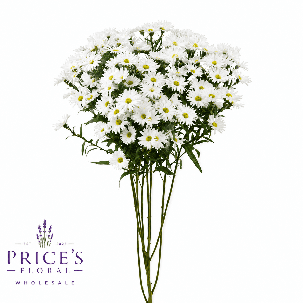 Aster Mardi Gras White SPX