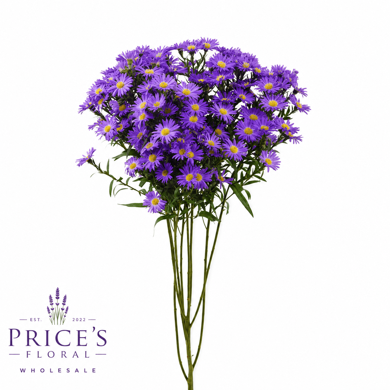 Aster Mardi Gras Purple SPX