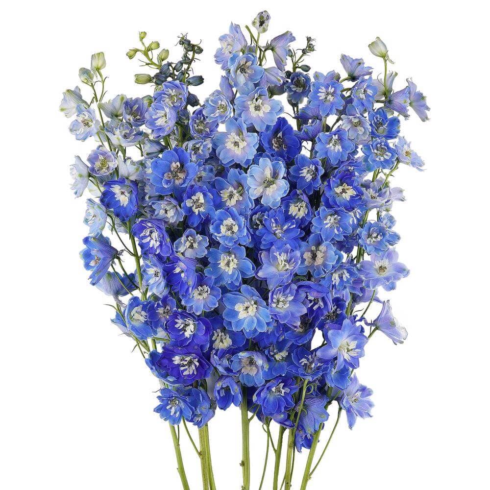 Delphinium Pacific Blue Bird Blue XTR