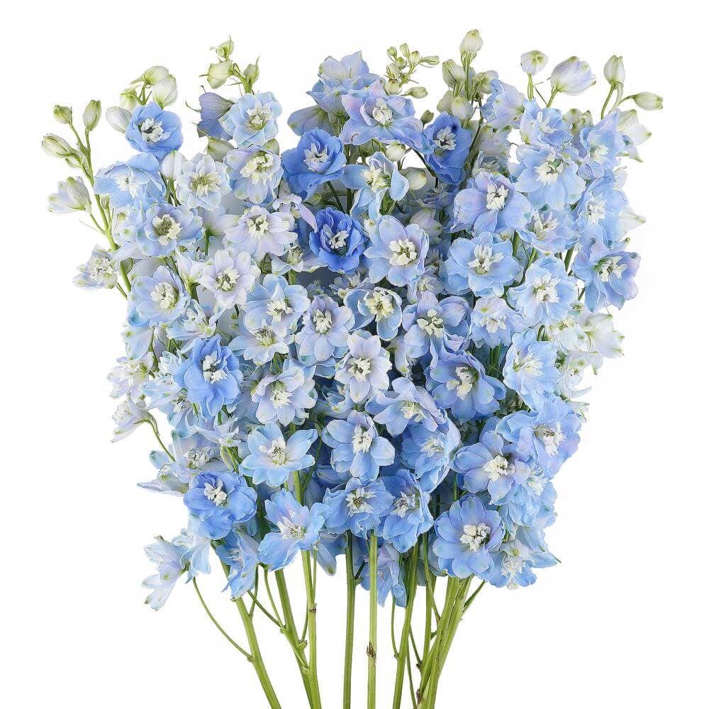 Delphinium Pacific Summer Skies Blue XTR
