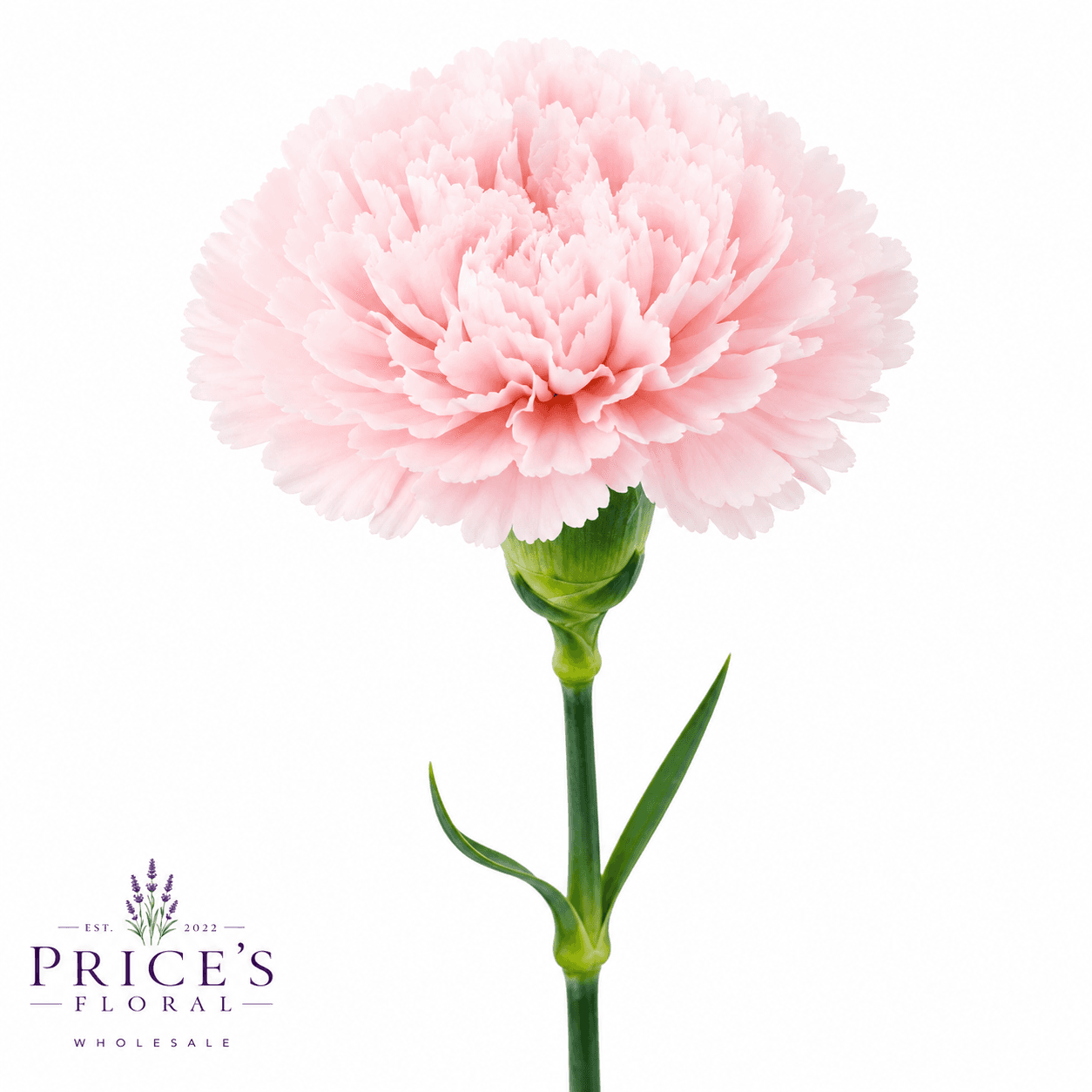 Carnation Pink Select