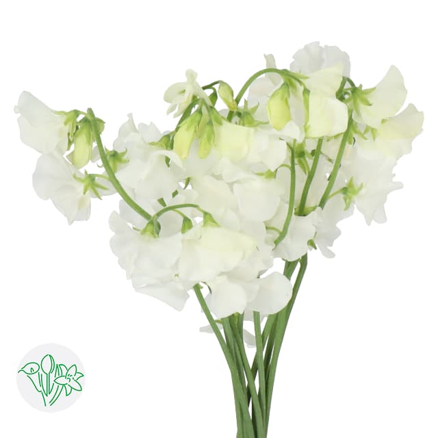 Lathyrus Sweet Pea Winter Sunshine White 35 cm