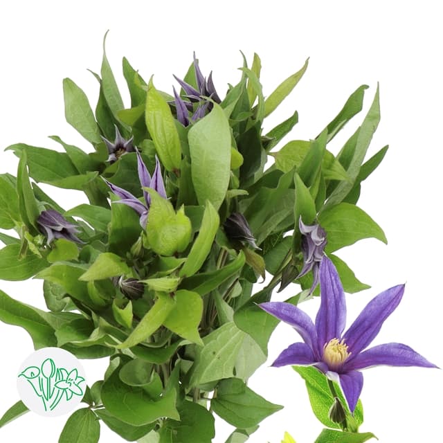 Clematis Amazing Oslo 50 cm