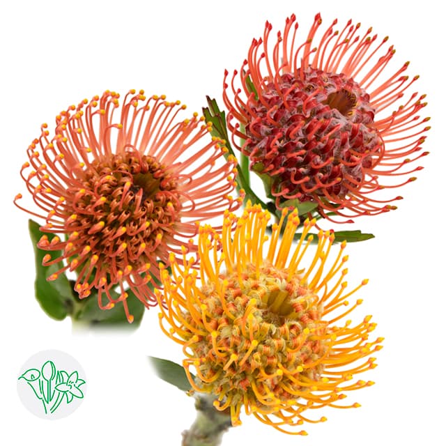 Pin Cushion Assorted
