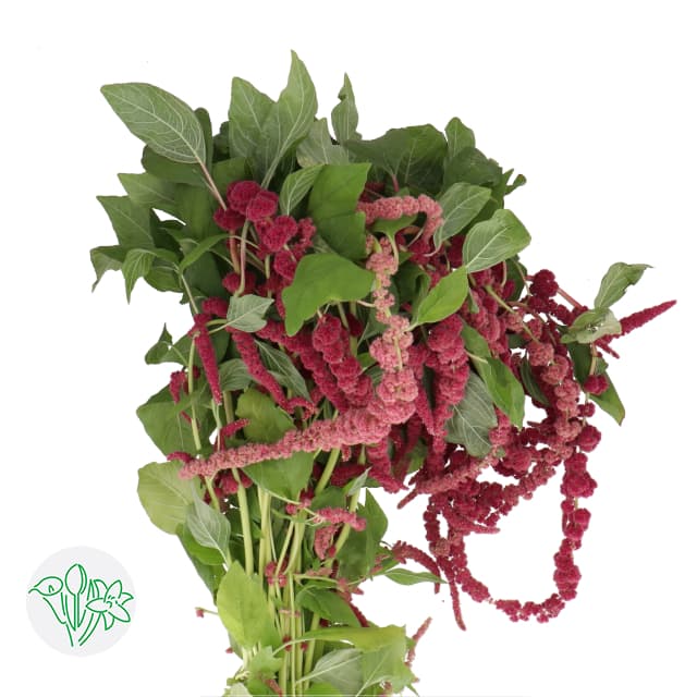 Amaranthus Red Cord