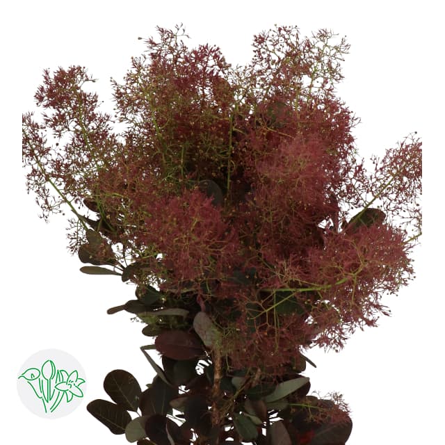 Cotinus Magical Red Torch 50 cm