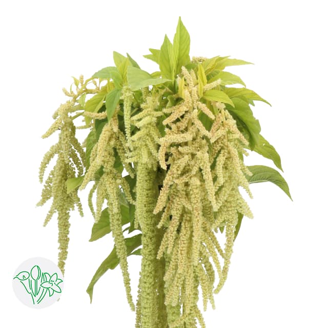 Amaranthus Hanging Viridis Green 80 cm