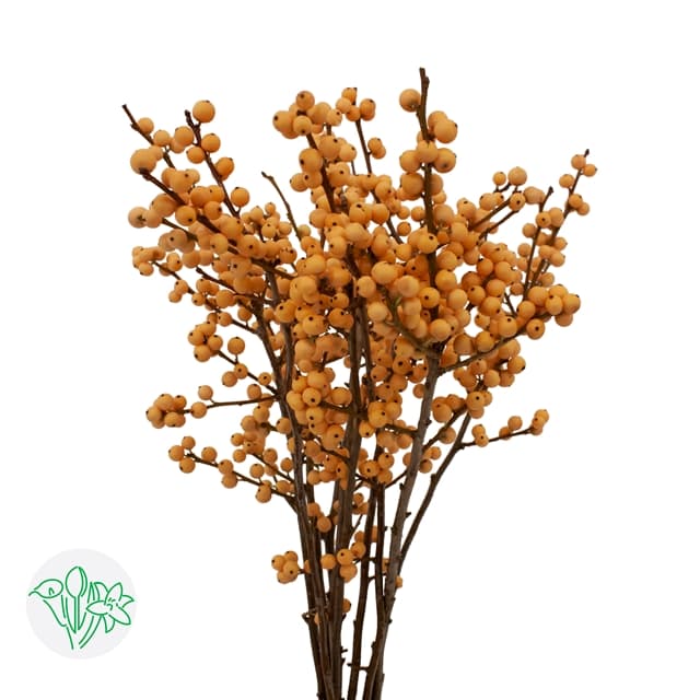 Ilex Golden Verboom 35 cm