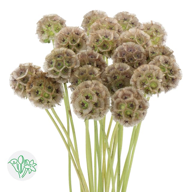 Scabiosa Pods Stellata 80 cm