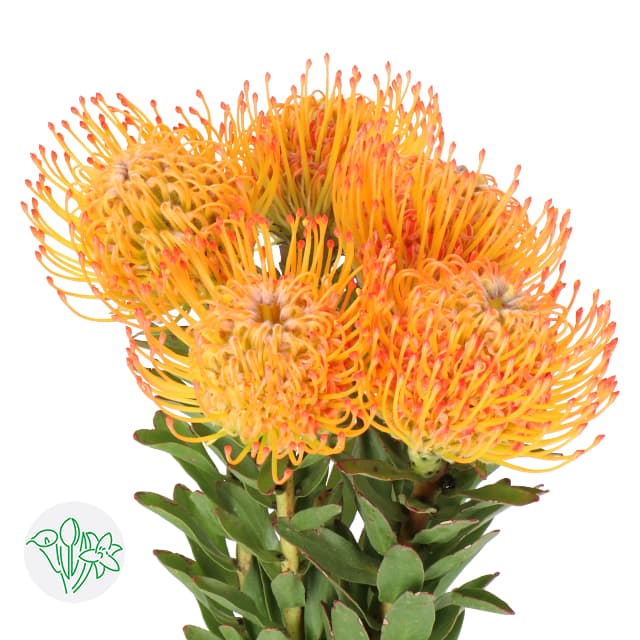 Pin Cushion Orange Ayoba Sun 40 cm