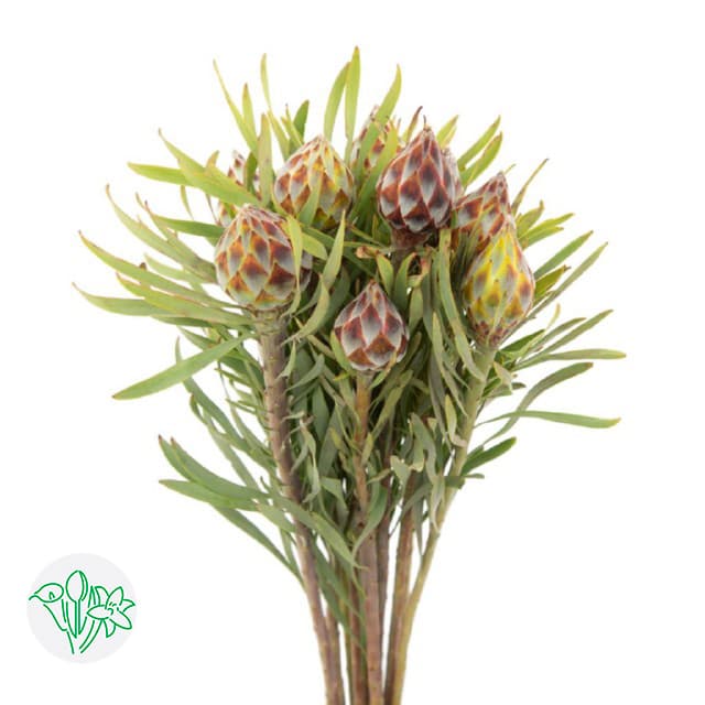 Leucadendron Plumosum 50 cm