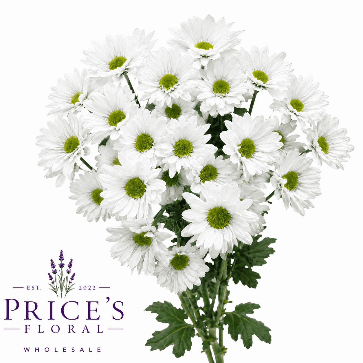 Pom Daisy Atlantis White