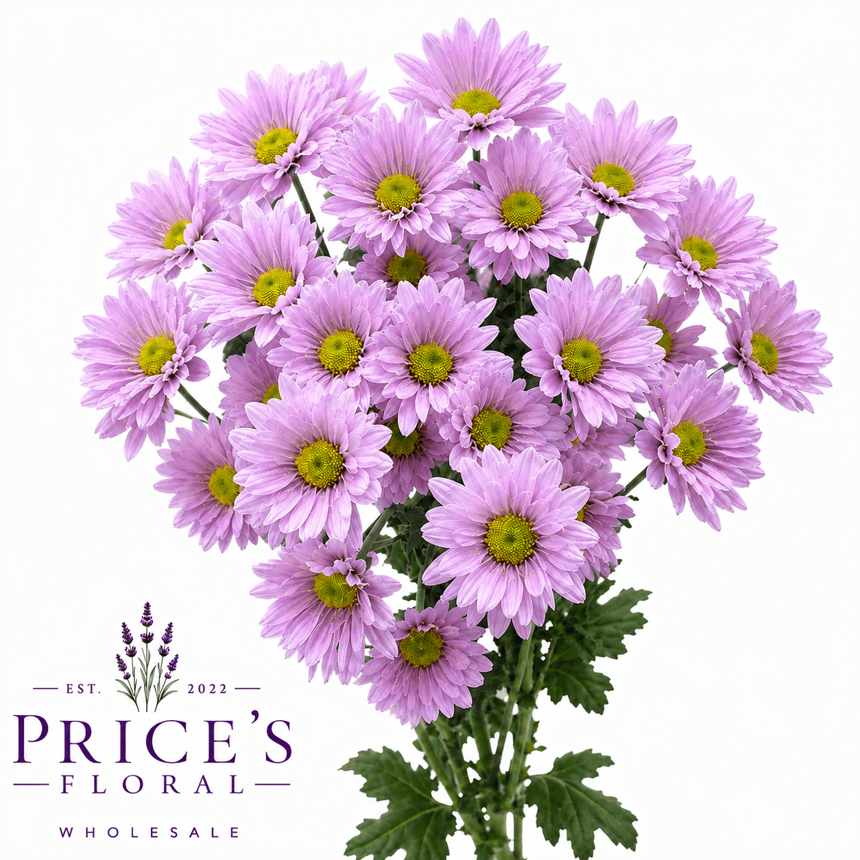 Pom Daisy Melrose Pink