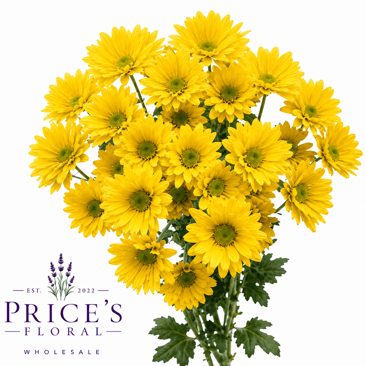 Pom Daisy Sunny Day Yellow
