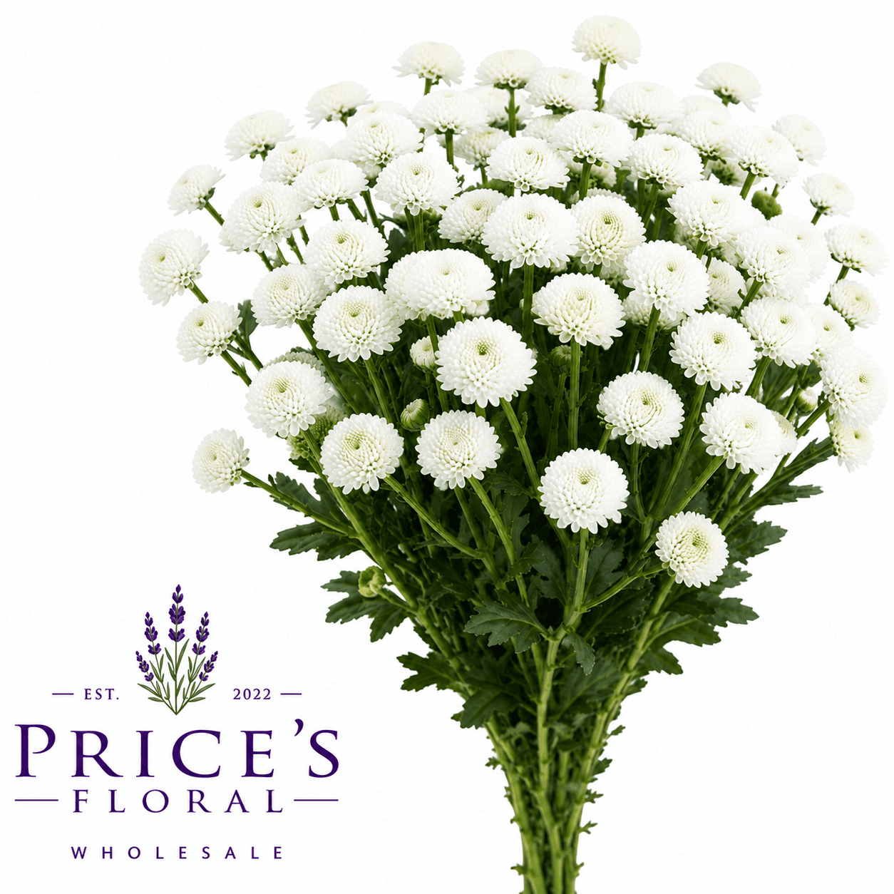 Pom Button Eagle White