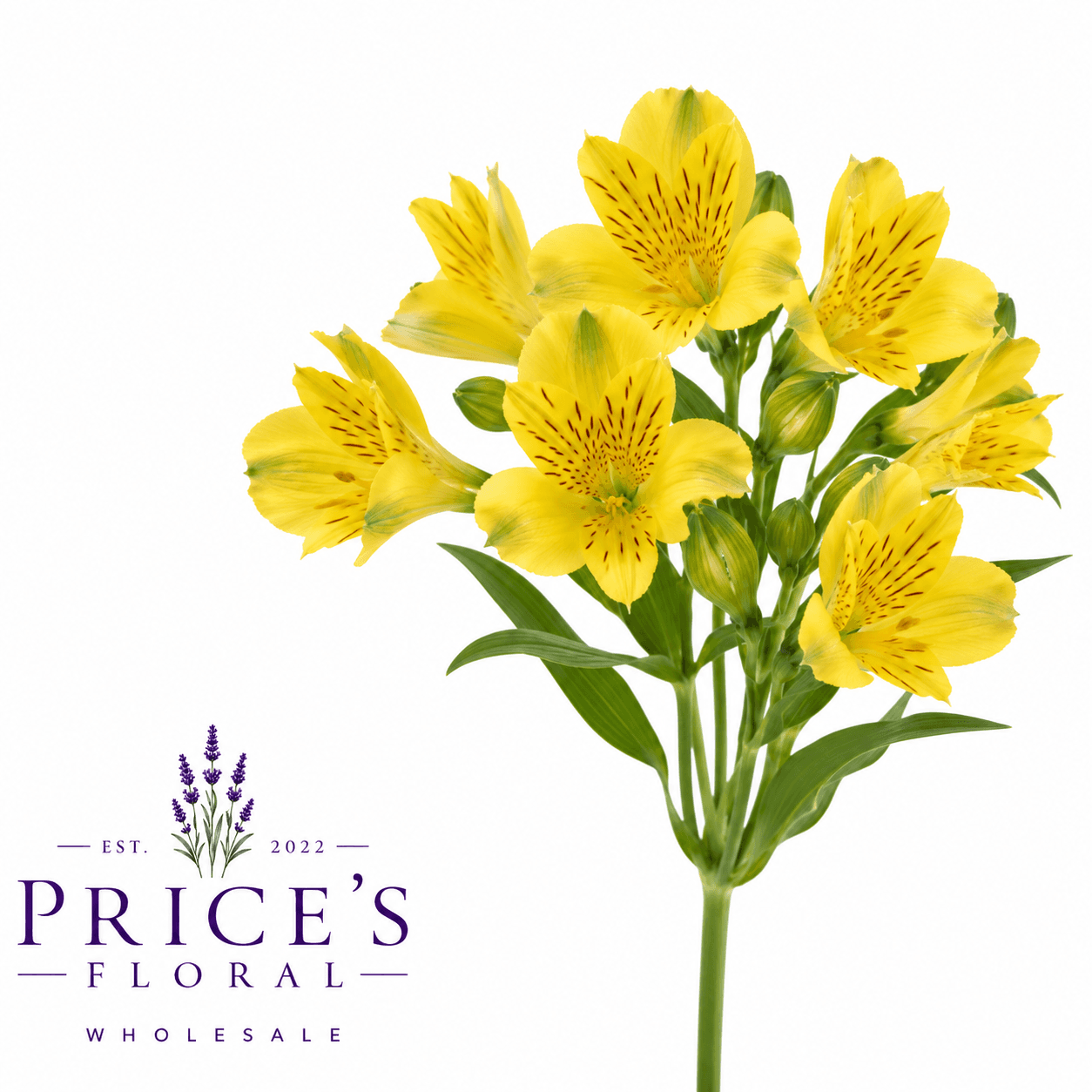 Alstroemerias Senna Yellow Select