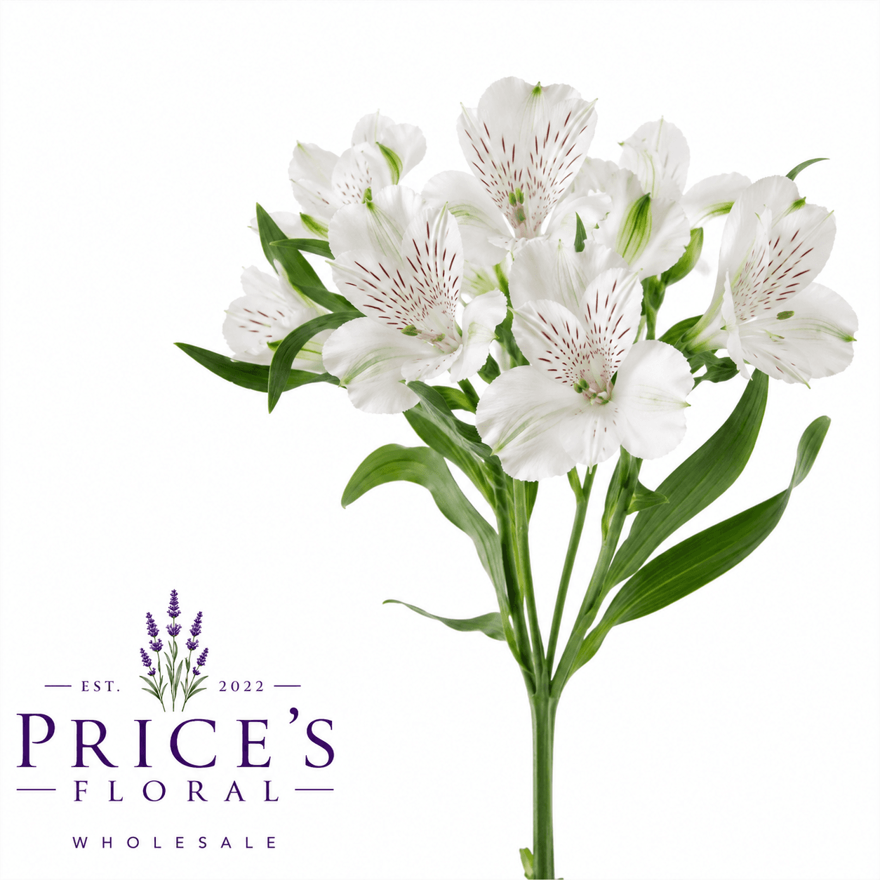 Alstroemeria White Fancy