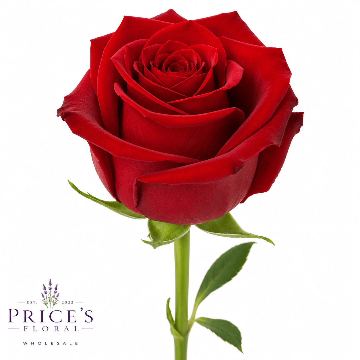 Rose Freedom Red 50cm
