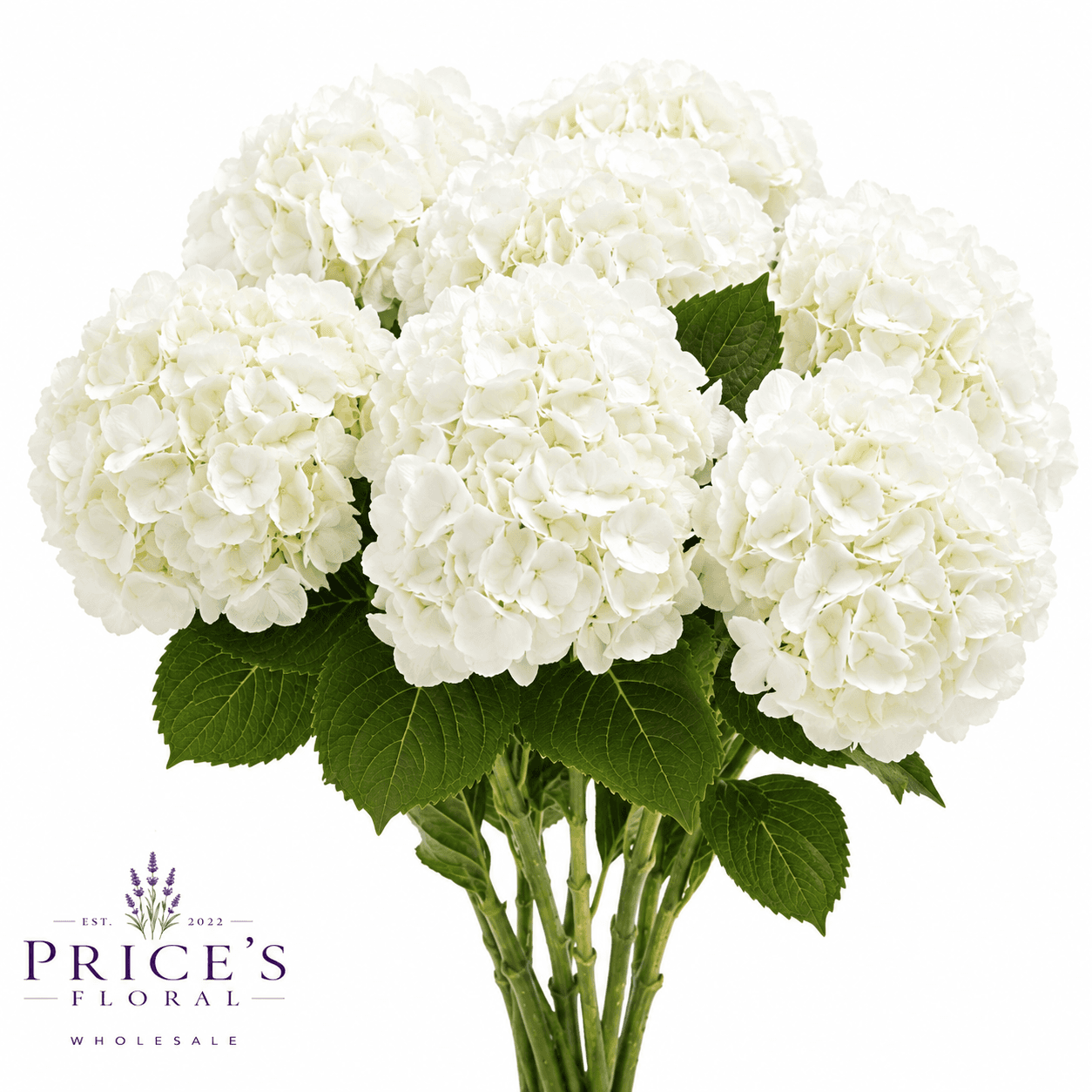 Hydrangeas - White Premium